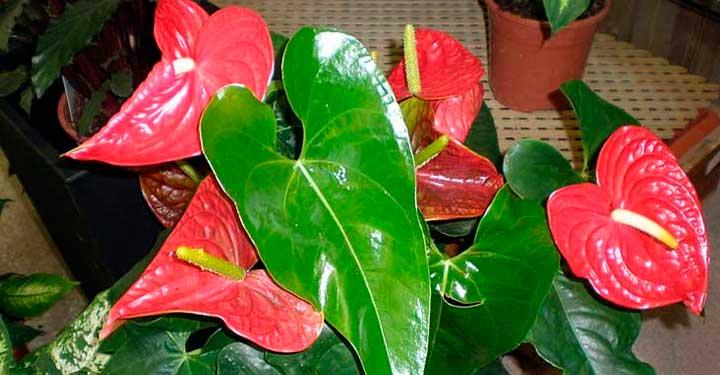Se você tem uma dessas plantas em sua casa, cuide delas porque você tem um tesouro