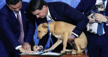 Governo aumenta pena para 5 anos de prisão para quem maltrata cães ou gatos