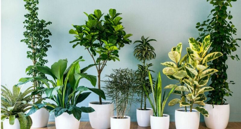 5 plantas capazes de absorver calor e purificar o ar da sua casa