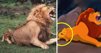 13 fotos de animais que são a cópia exata de personagens da Disney