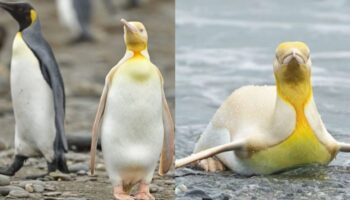 Pela primeira vez na história um raríssimo pinguím amarelo é fotografado