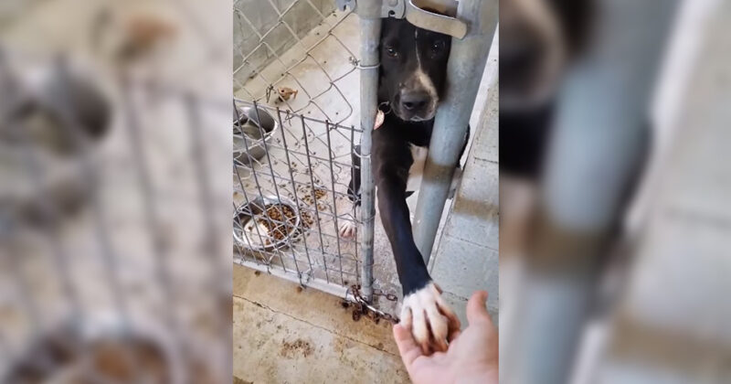Cãozinho de abrigo quer dar as mãos a qualquer pessoa que passar