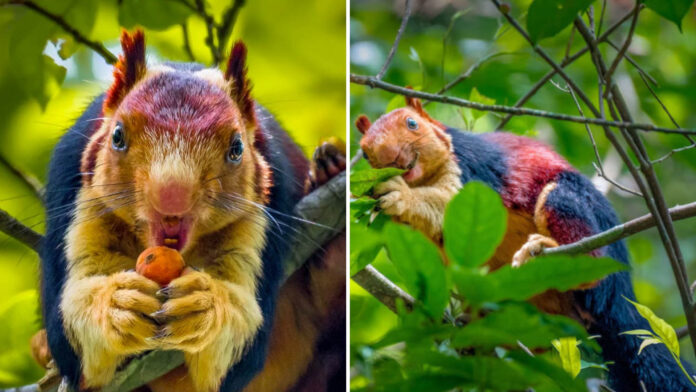Esquilo arco-íris: uma espécie raramente vista e fotografada!