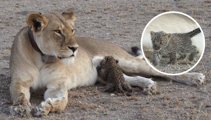 Leoa adota um filhote de leopardo, cuida e o alimenta como se fosse seu