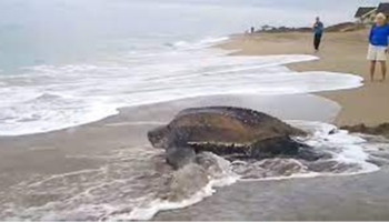 A maior tartaruga marinha do mundo emerge do oceano e deixa todos de boca aberta