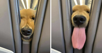 Cachorrinho amigável sabe exatamente como entreter os passageiros em um longo vôo
