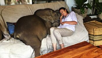 Bebê elefante não consegue parar de seguir sua salvadora depois de ser salvo da morte