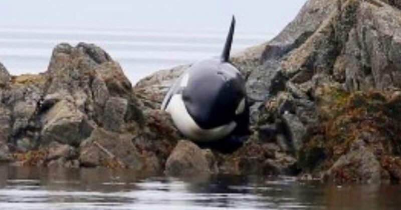 Bebê orca fica presa e chorando por horas, mas um grupo de estranhos a salva