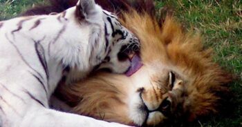Leão se apaixona por tigresa branca e os dois fogem juntos do zoológico