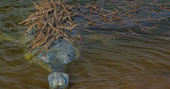 Pai crocodilo orgulhoso é flagrado dando carona para mais de 100 de seus filhotes