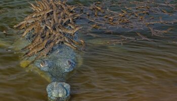 Pai crocodilo orgulhoso é flagrado dando carona para mais de 100 de seus filhotes