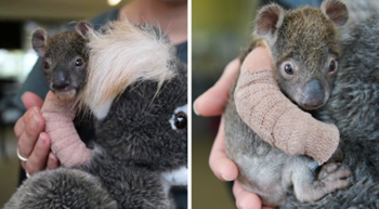 Bebê coala órfão de 5 meses recebe o mais adorável braço engessado após cair de uma árvore