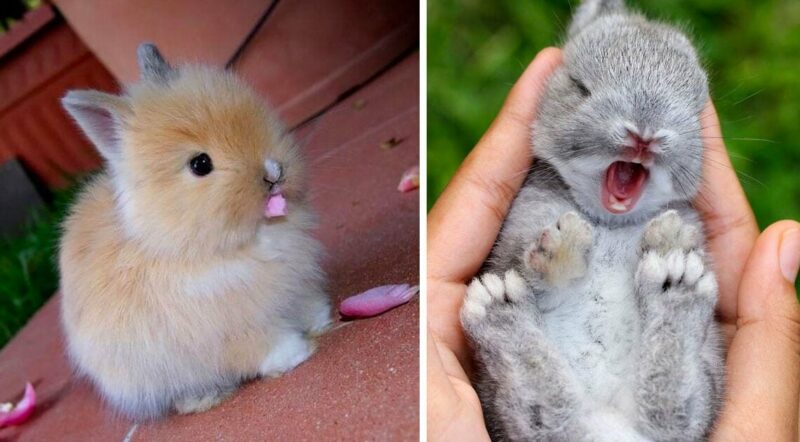 15 fotos de coelhos mais adoráveis que vão alegrar o seu dia