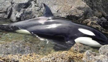 Bebê orca fica presa e chorando por horas, mas um grupo de pessoas a salva