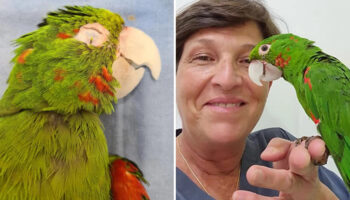 Papagaio com bico danificado ganha segunda chance na vida com novo bico protético