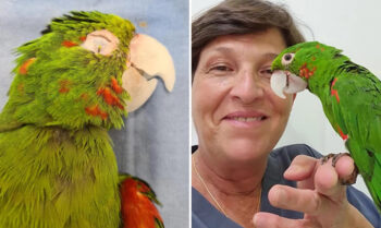 Papagaio com bico danificado ganha segunda chance na vida com novo bico protético