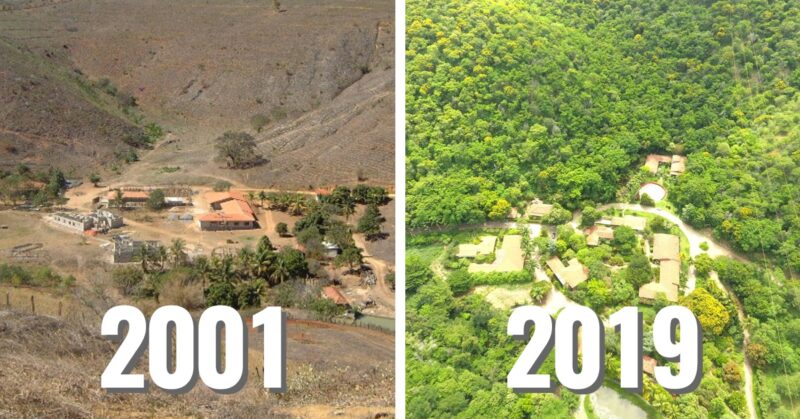 Casal brasileiro passa 20 anos plantando uma floresta inteira e milhares de animais retornam