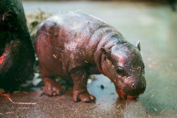 Zoológico comemora nascimento de filhote de hipopótamo-pigmeu, ameaçado de extinção
