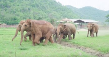 Manada inteira de elefantes corre para cumprimentar um bebê elefante resgatado (Vídeo)