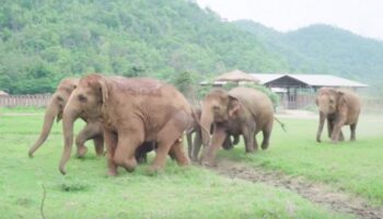 Manada inteira de elefantes corre para cumprimentar um bebê elefante resgatado (Vídeo)