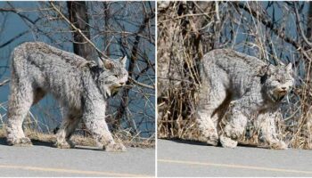 Enorme gato selvagem é flagrado em silêncio desfilando pela rua