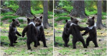 Um trio de ursinhos bebês adoráveis e brincalhões são flagrados dançando em uma floresta da Finlândia