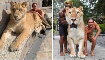 Pesando 319 kg, Apollo, híbrido de uma tigresa com um leão, é um dos maiores felinos do planeta