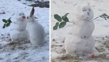 Coelhinho é flagrado mordendo o nariz de cenoura de um boneco de neve