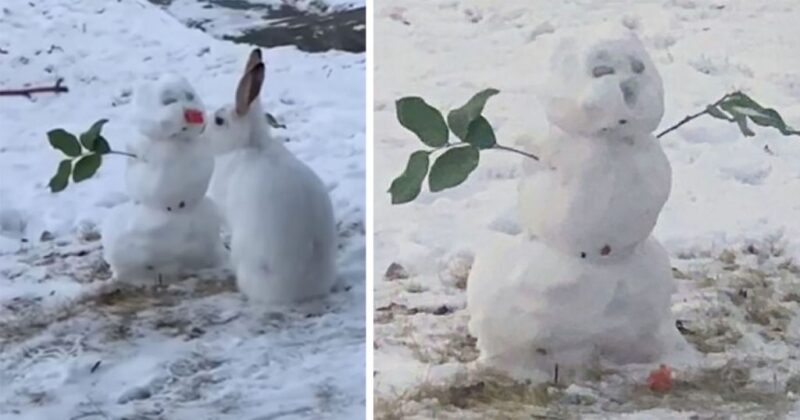 Coelhinho é flagrado mordendo o nariz de cenoura de um boneco de neve