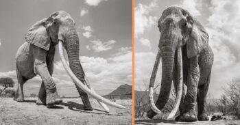 Fotógrafo registra os momentos finais da ‘rainha dos elefantes’