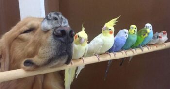 Cachorrinho, hamster e 8 pássaros são melhores amigos e vivem em harmonia (20 fotos)