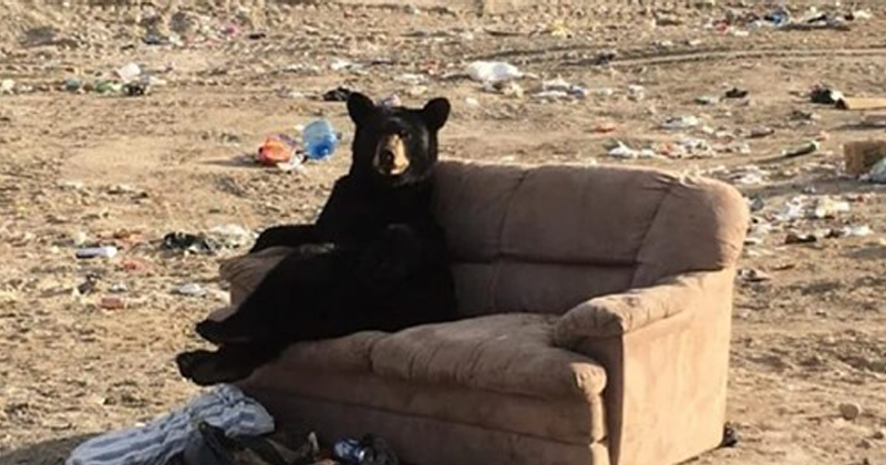 Urso é flagrado relaxando em um sofá que alguém jogou fora