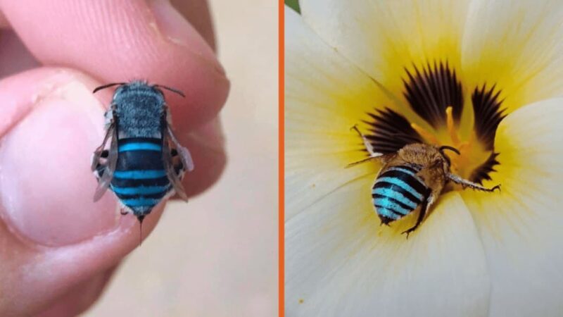As incríveis abelhas azuis australianas se tornaram virais, você já viu uma?