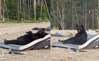 Urso é flagrado relaxando em um sofá que alguém jogou fora