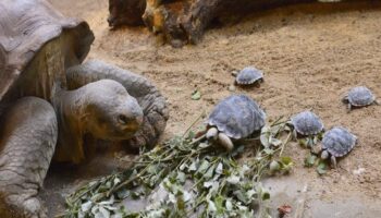 Tartaruga de 80 anos ameaçada de extinção torna-se mãe pela primeira vez