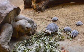 Tartaruga de 80 anos ameaçada de extinção torna-se mãe pela primeira vez
