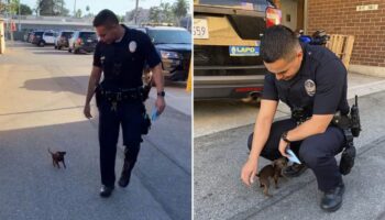 Pequeno cachorrinho abandonado na rua segue policiais em busca de ajuda