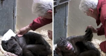 Chimpanzé de 59 anos não queria comer até reconhecer a voz de seu antigo cuidador