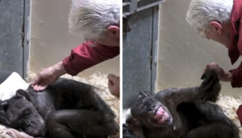 Chimpanzé de 59 anos não queria comer até reconhecer a voz de seu antigo cuidador