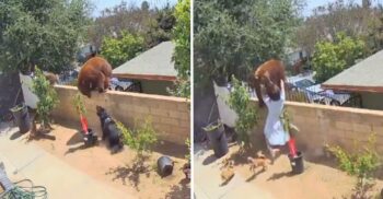 Mulher enfrenta uma ursa para salvar seus cães, ela a empurrou para fora da cerca usando as próprias mãos