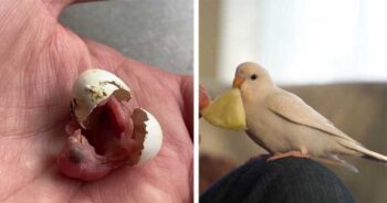 Homem encontra ovo abandonado e o ajuda a se transformar em um adorável periquito