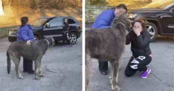 Mulher não consegue parar de chorar quando vê o cachorro que ela pensou estar perdido para sempre