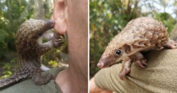 Este pequeno Pangolin não para de beijar seus salvadores