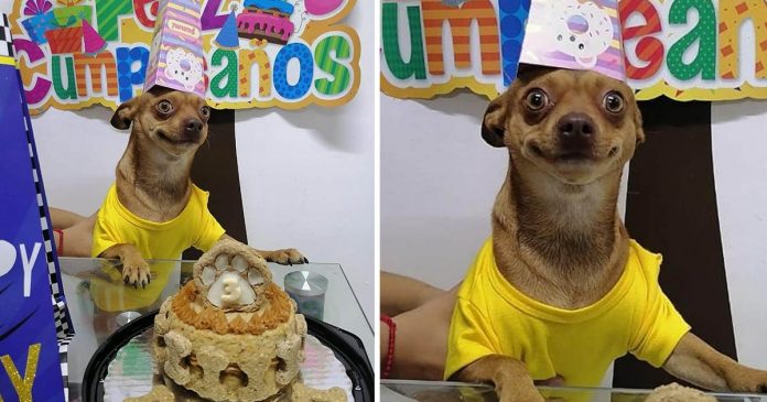 Cachorrinho está tão feliz porque se lembraram de seu aniversário