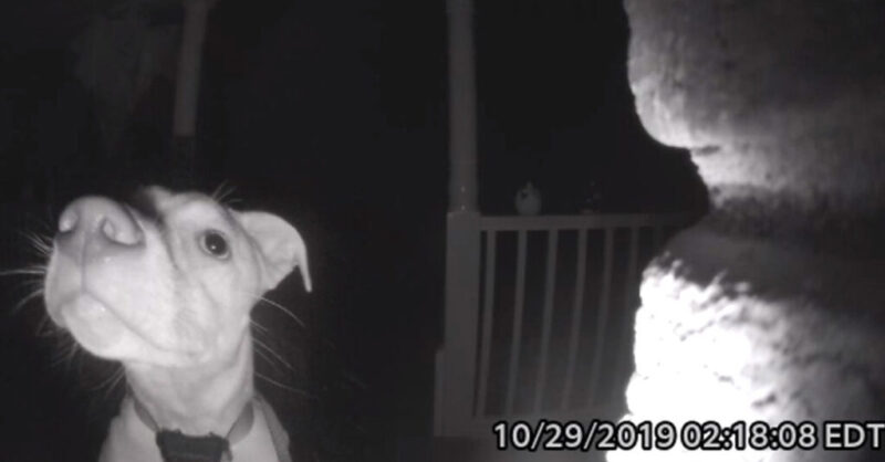 Cachorro toca a campainha às 2h da manhã após ficar acidentalmente do lado de fora