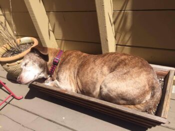 Cachorrinho surdo que viveu nas ruas por 11 anos está muito feliz por finalmente ter uma família