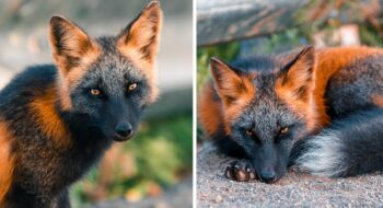 Fotógrafo ganha confiança de uma raríssima raposa melanística