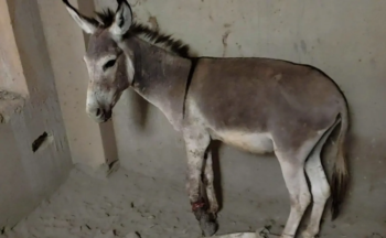 Burro com as esperanças perdidas e uma lesão grave na perna é resgatado