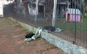 Cadelinha leva seu cobertor para dividi-lo com cachorro de rua para que ele não fique com frio