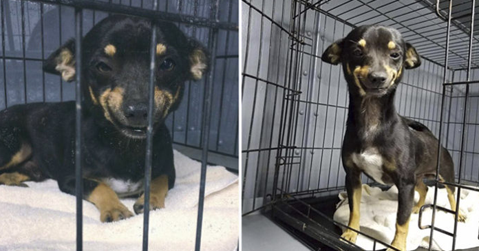Cachorrinho resgatado consegue um lar graças ao seu enorme e lindo sorriso